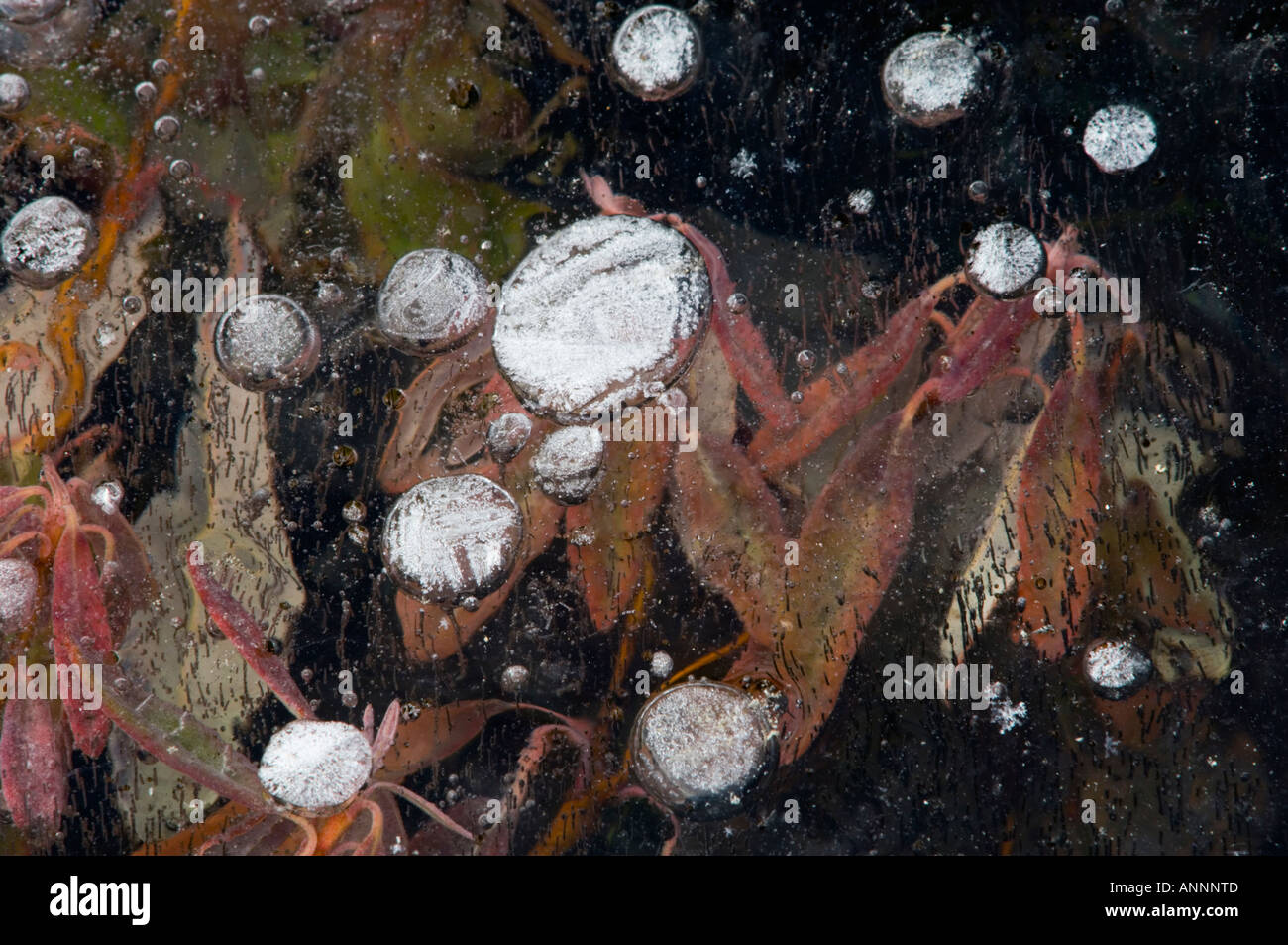 Sheep Laurel (Kalmia Angustifolia) Leaves under ice in frozen vernal pond with bubbles, Greater Sudbury, Ontario, Canada Stock Photo