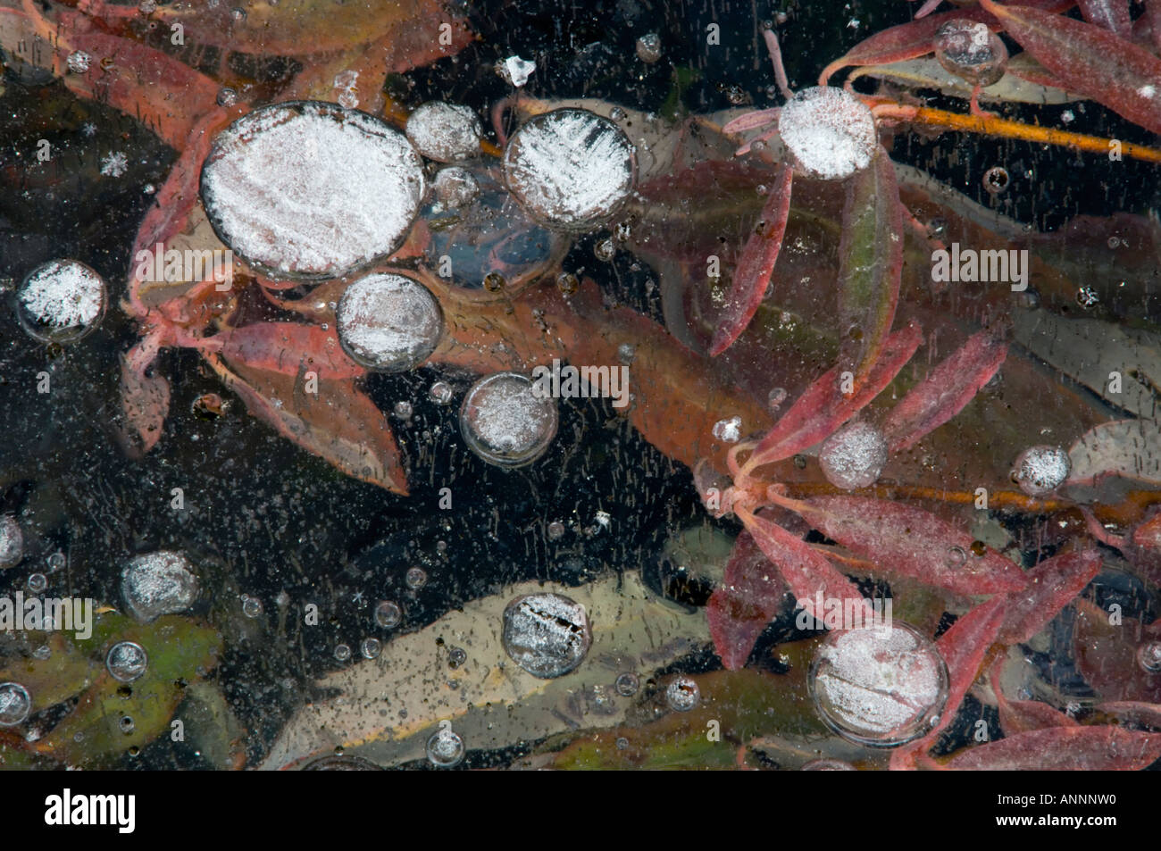 Sheep Laurel (Kalmia Angustifolia) Leaves under ice in frozen vernal pond with bubbles, Greater Sudbury, Ontario, Canada Stock Photo