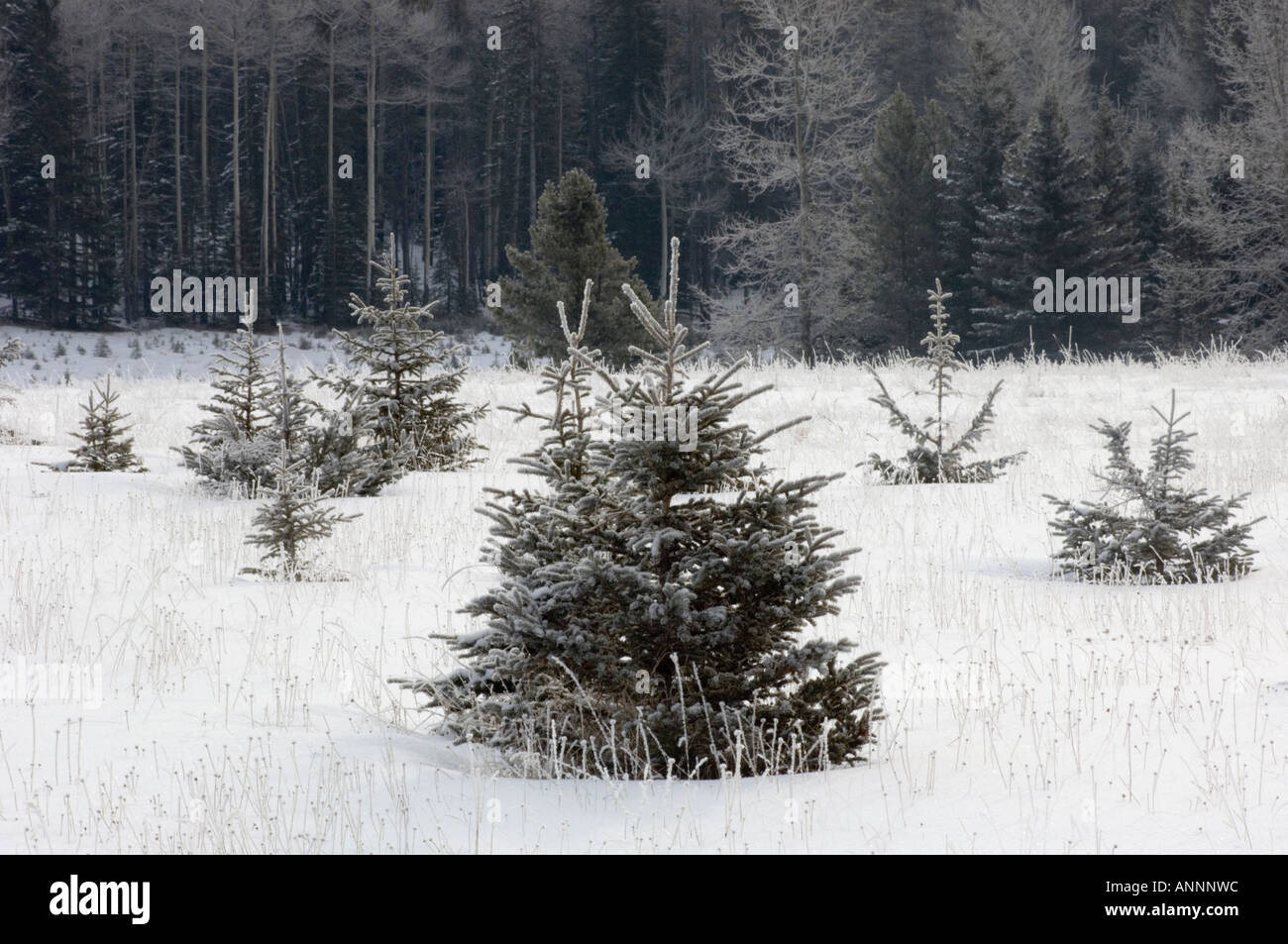 Spruce trees and fresh snow in meadow Banff National Park, Alberta, Canada Stock Photo