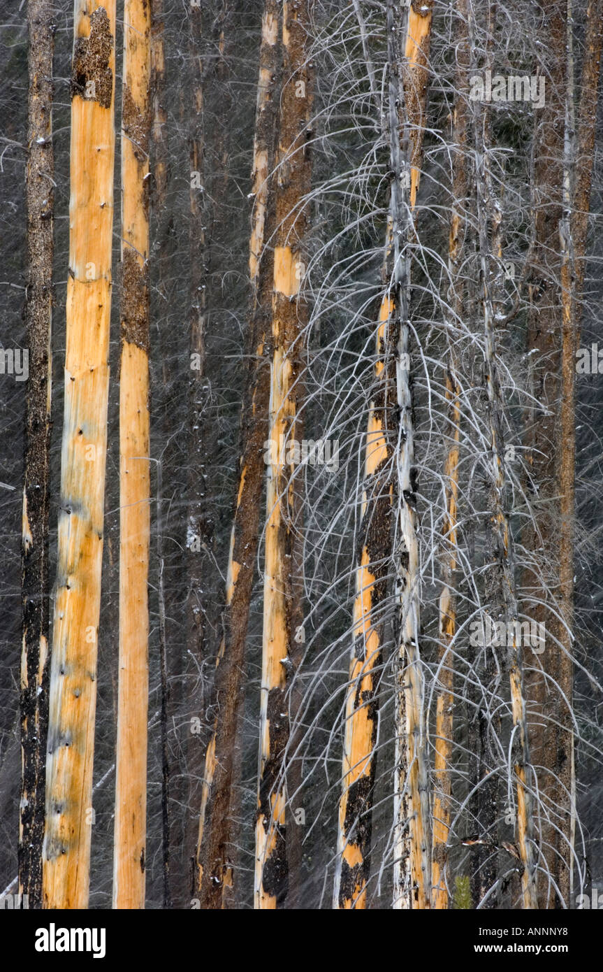 Lodgepole pine (Pinus contorta) burned trees in snowstorm prescribed burn area Banff National Park, Alberta, Canada Stock Photo