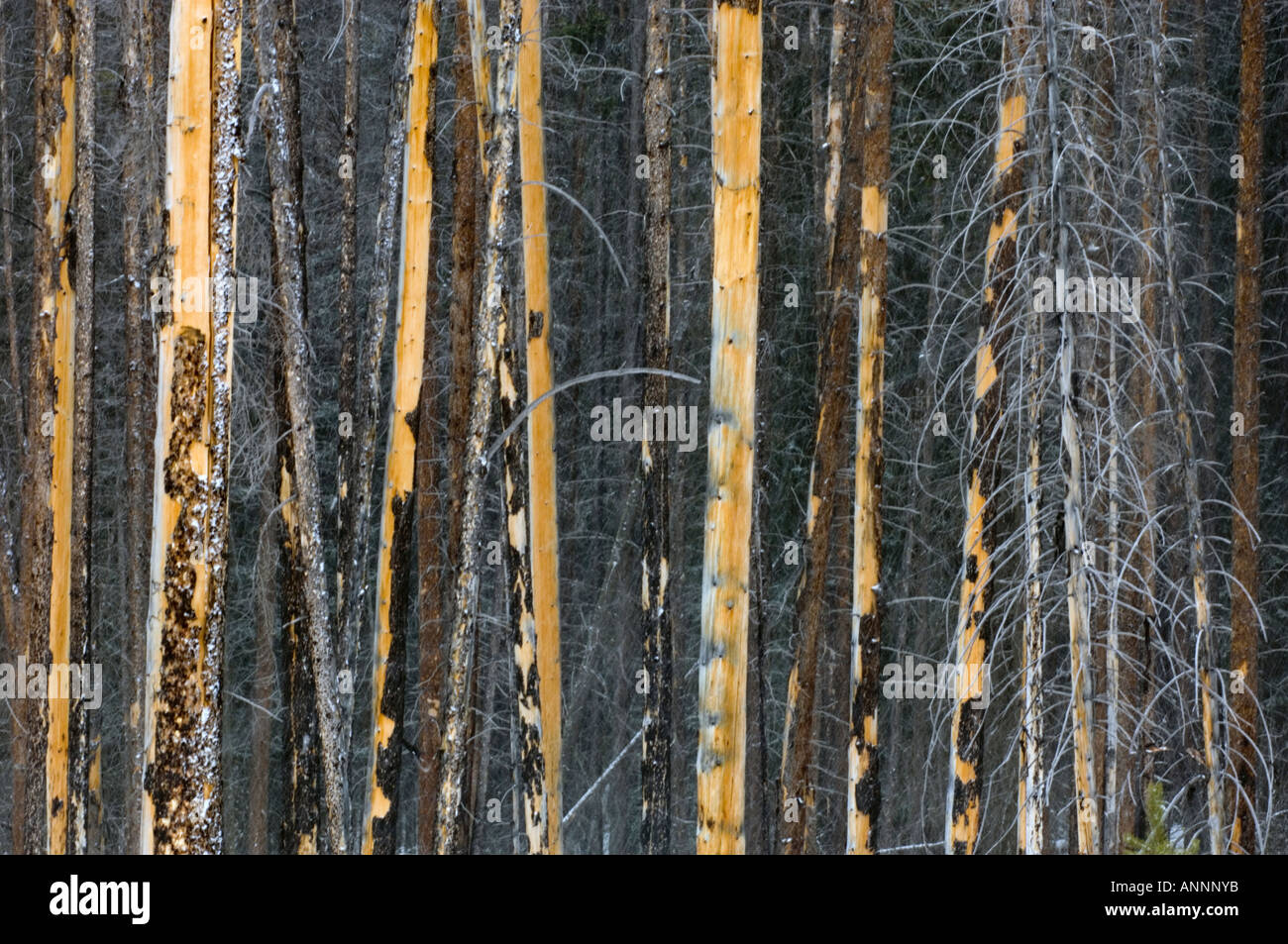 Lodgepole pine (Pinus contorta) burned trees in snowstorm prescribed burn area Banff National Park, Alberta, Canada Stock Photo