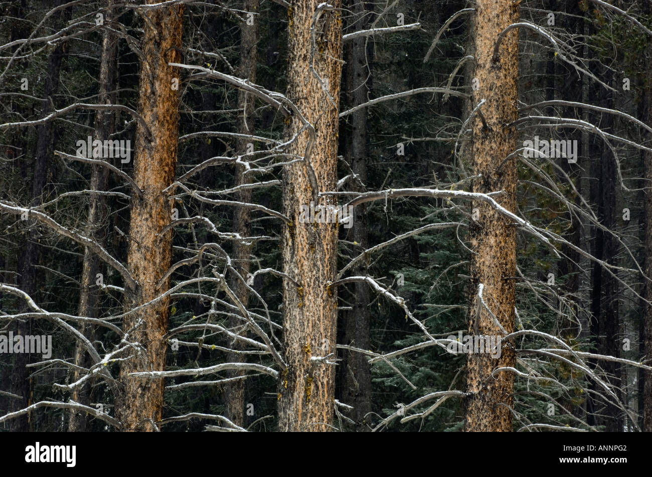 Lodgepole pine (Pinus contorta) trunks and lower branches Banff National Park, Alberta, Canada Stock Photo