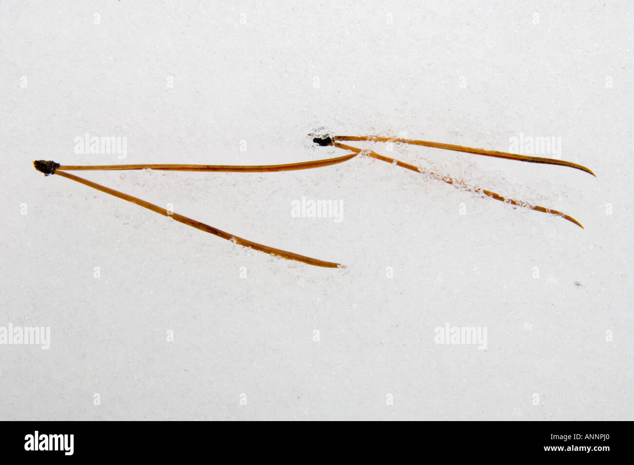 Fallen pine needles in snow Jasper National Park, Alberta, Canada Stock Photo