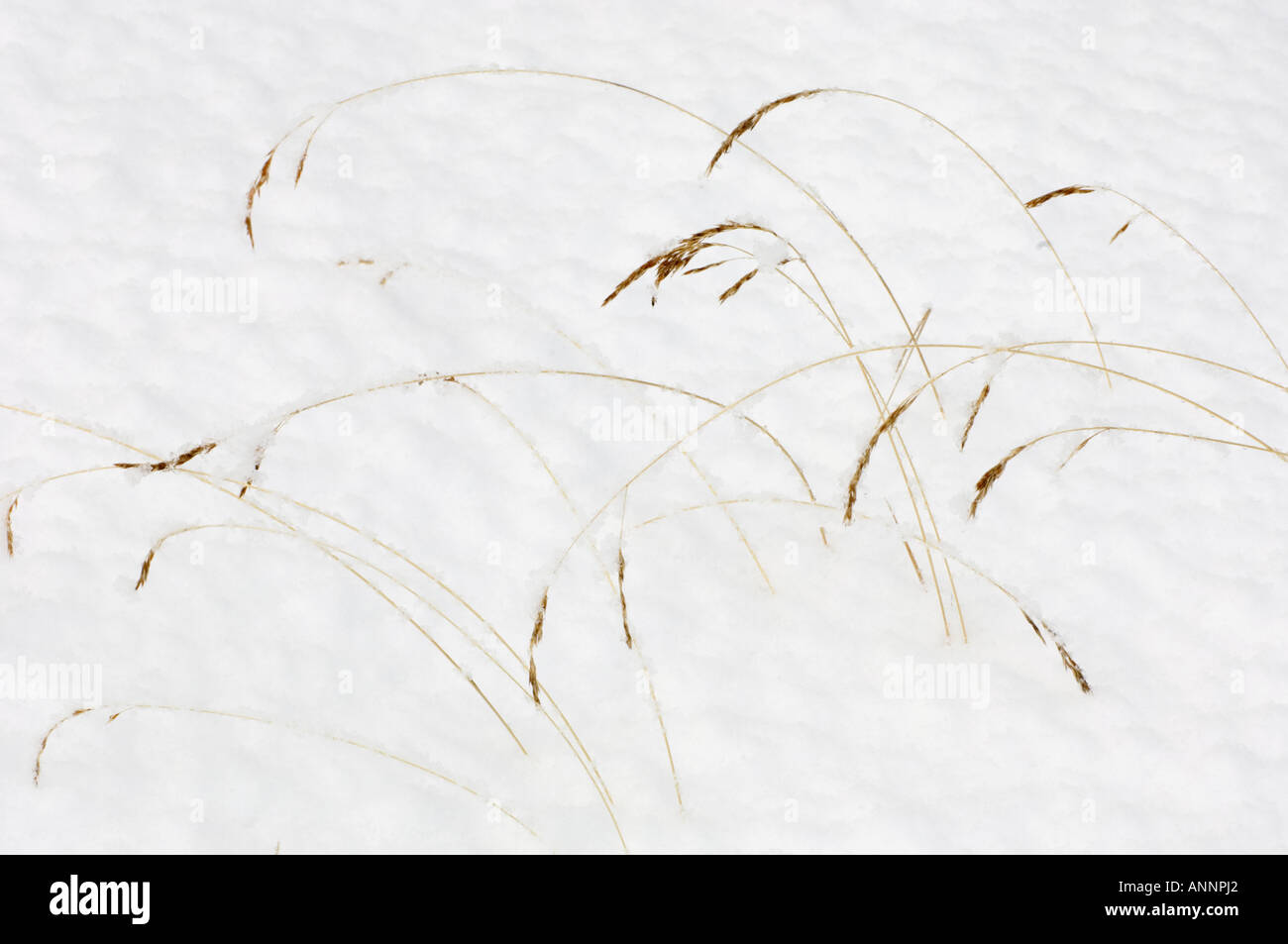 Roadside grasses and snow Jasper National Park, Alberta, Canada Stock Photo