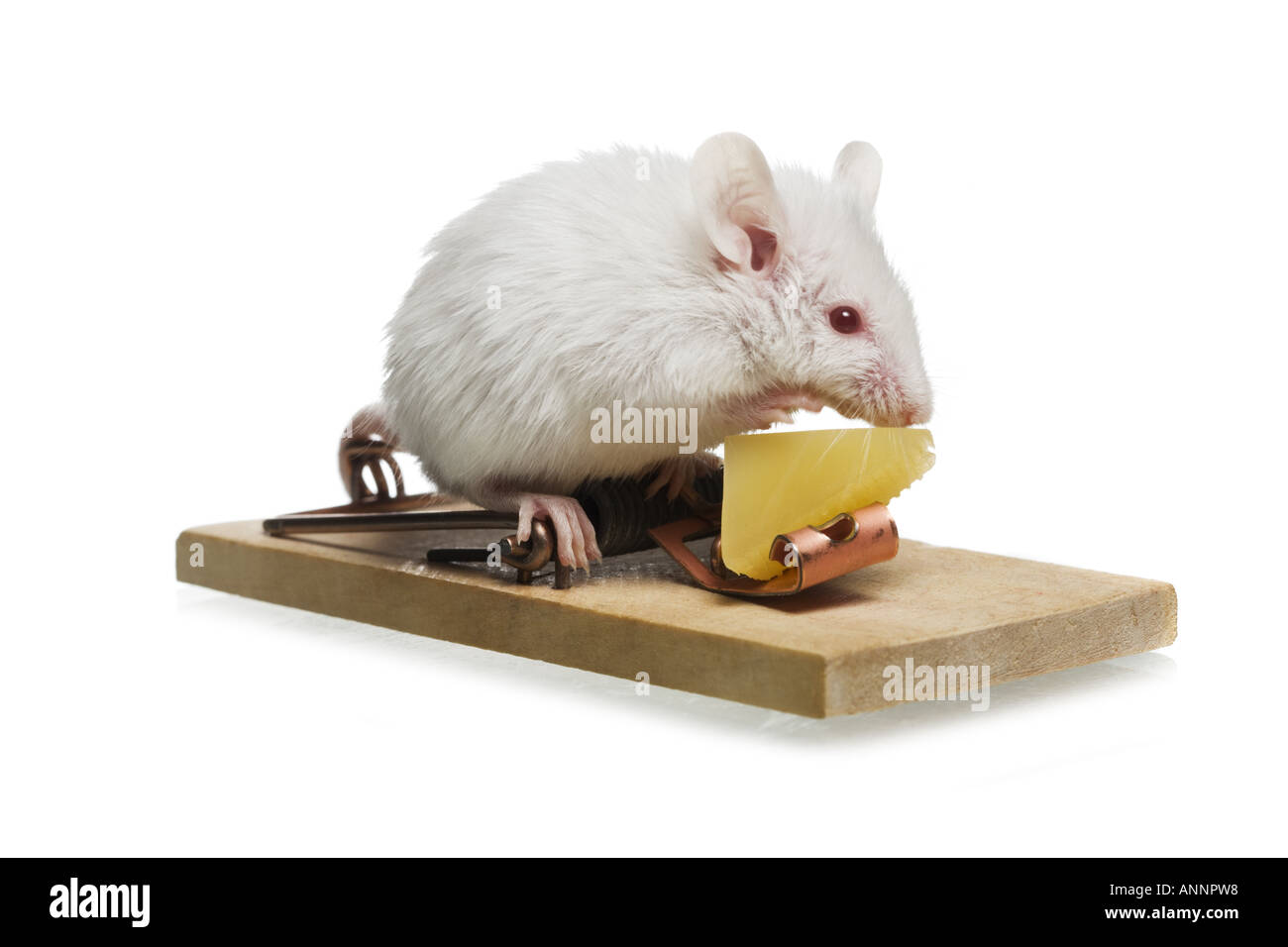 Rat eating cheese hires stock photography and images Alamy