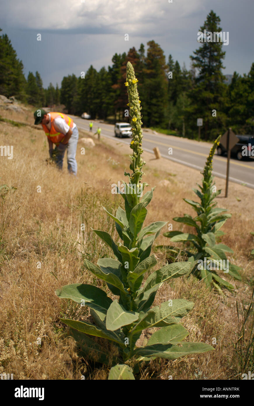 Unwanted invasive species hi-res stock photography and images - Alamy