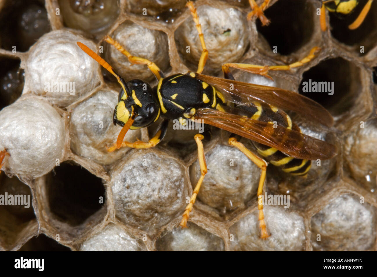 European Paper Wasps (Polistes dominulus) female attending larvae - New York USA Stock Photo