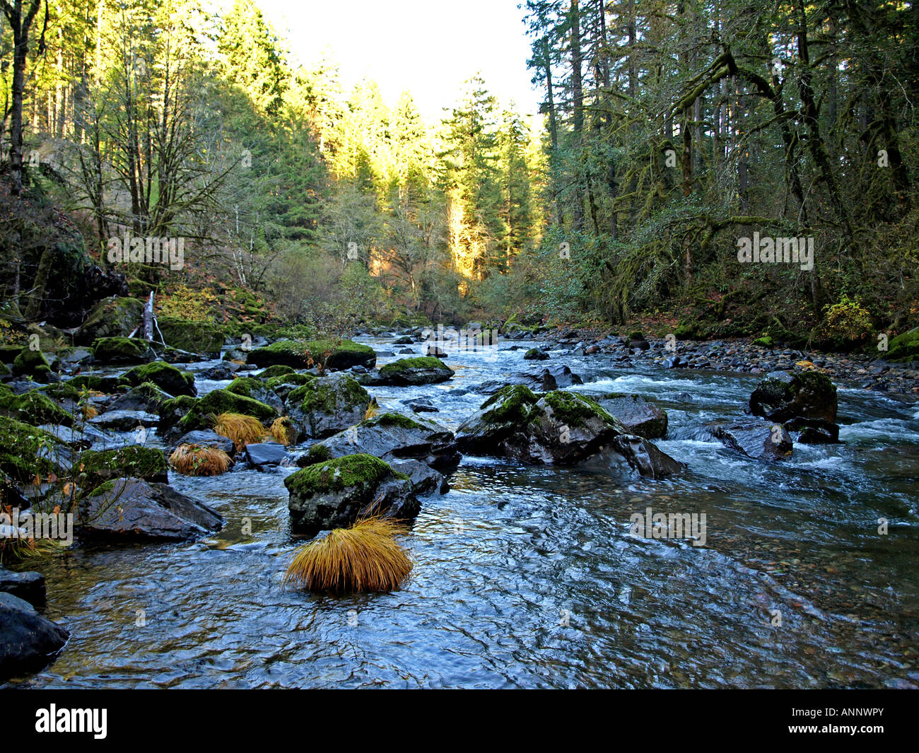 A rushing mountain river Stock Photo - Alamy