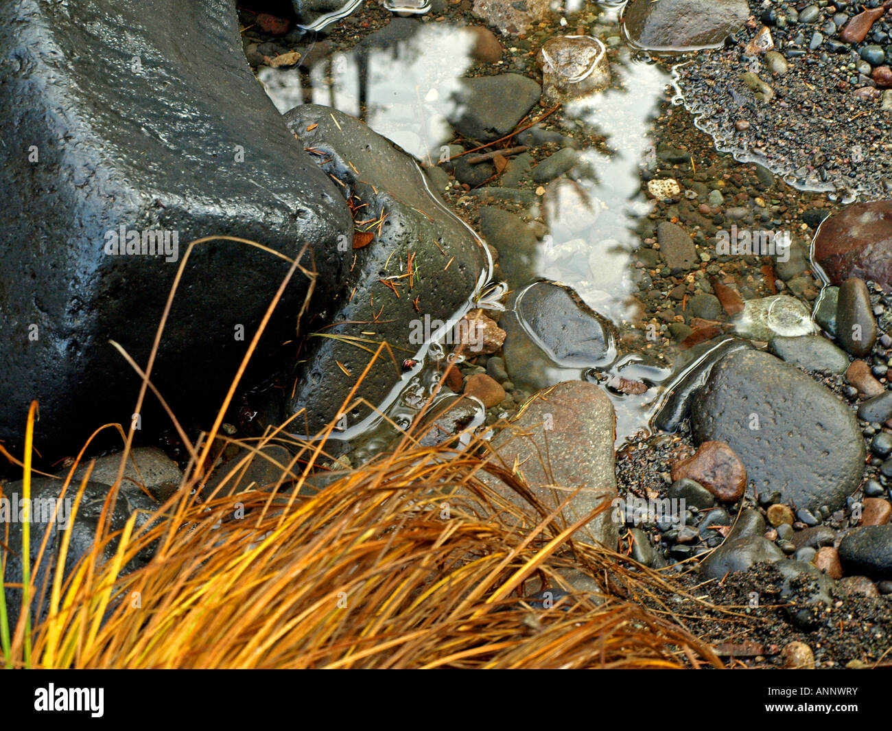 A small pool of water with some brown grass Stock Photo Alamy