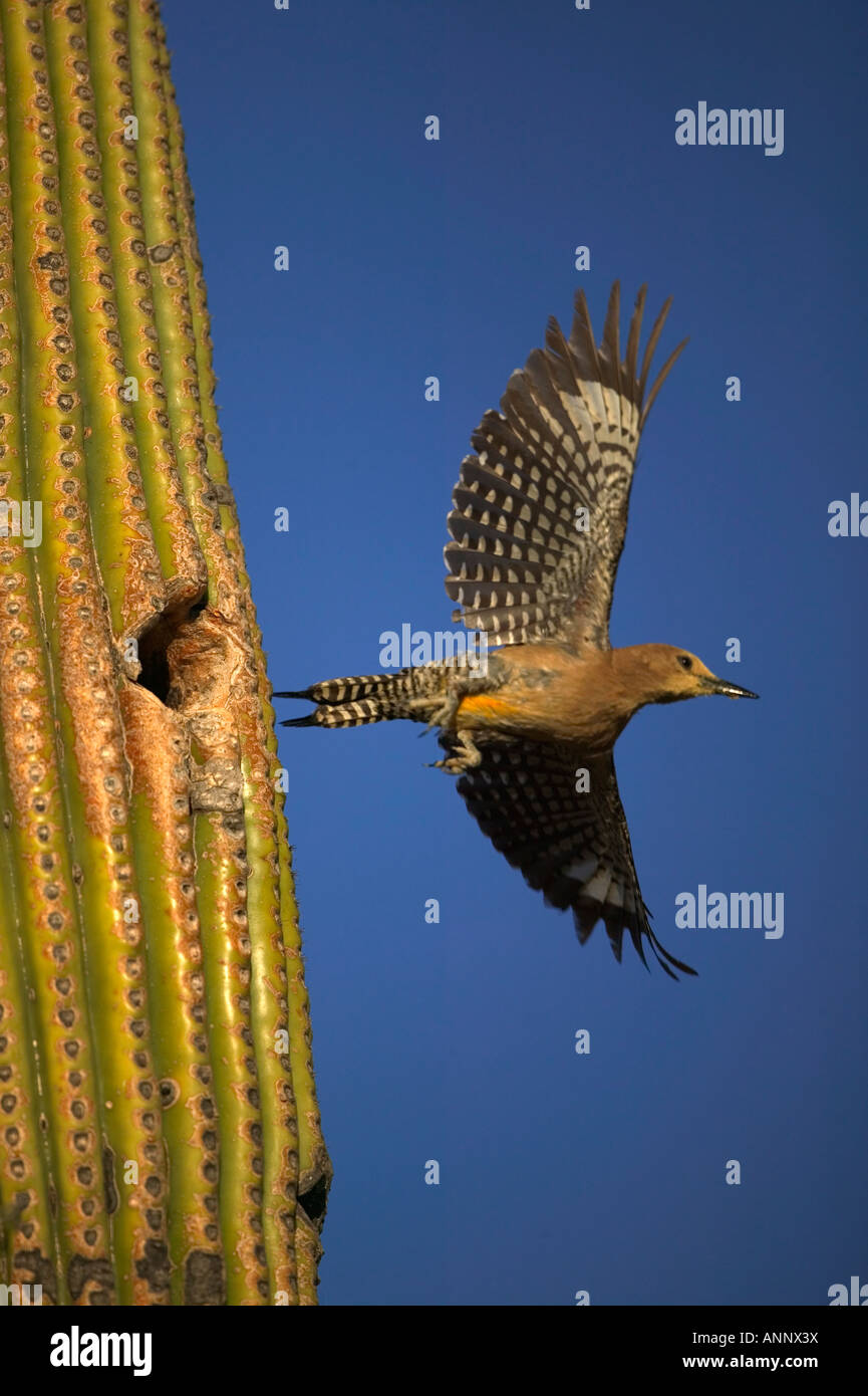Gila Woodpecker (Melanerpes uropygialis) In flight leaving nest hole -  Arizona - USA Stock Photo