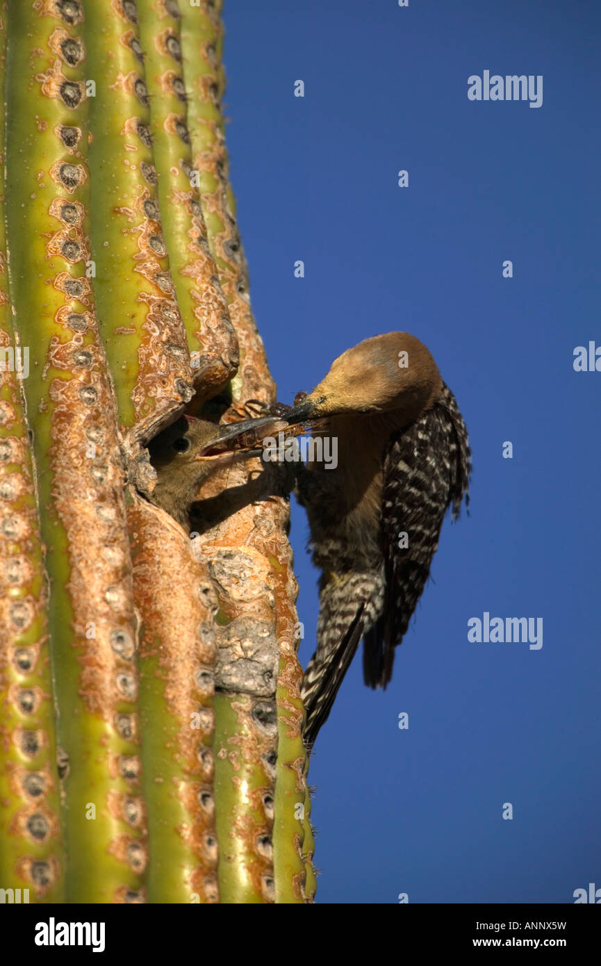 Juvenile woodpecker feeding hi-res stock photography and images - Alamy