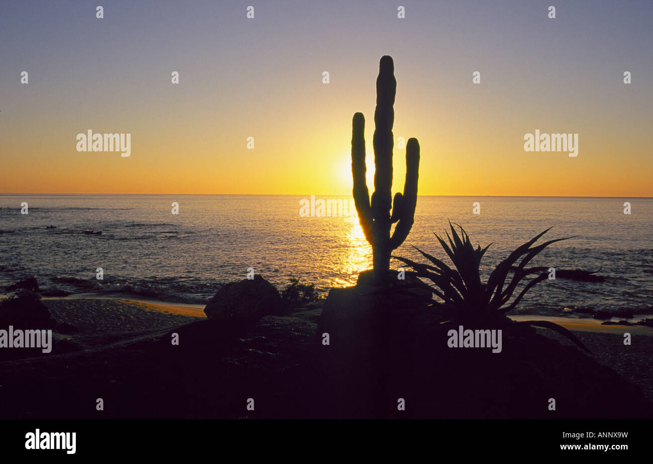 Cactus in cabo san lucas hires stock photography and images Alamy