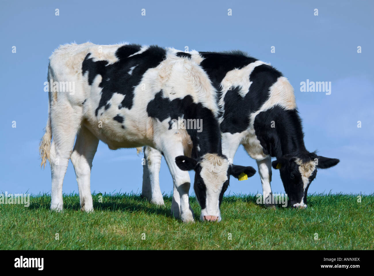 two cows grazing in field, County Down, Northern Ireland Stock Photo