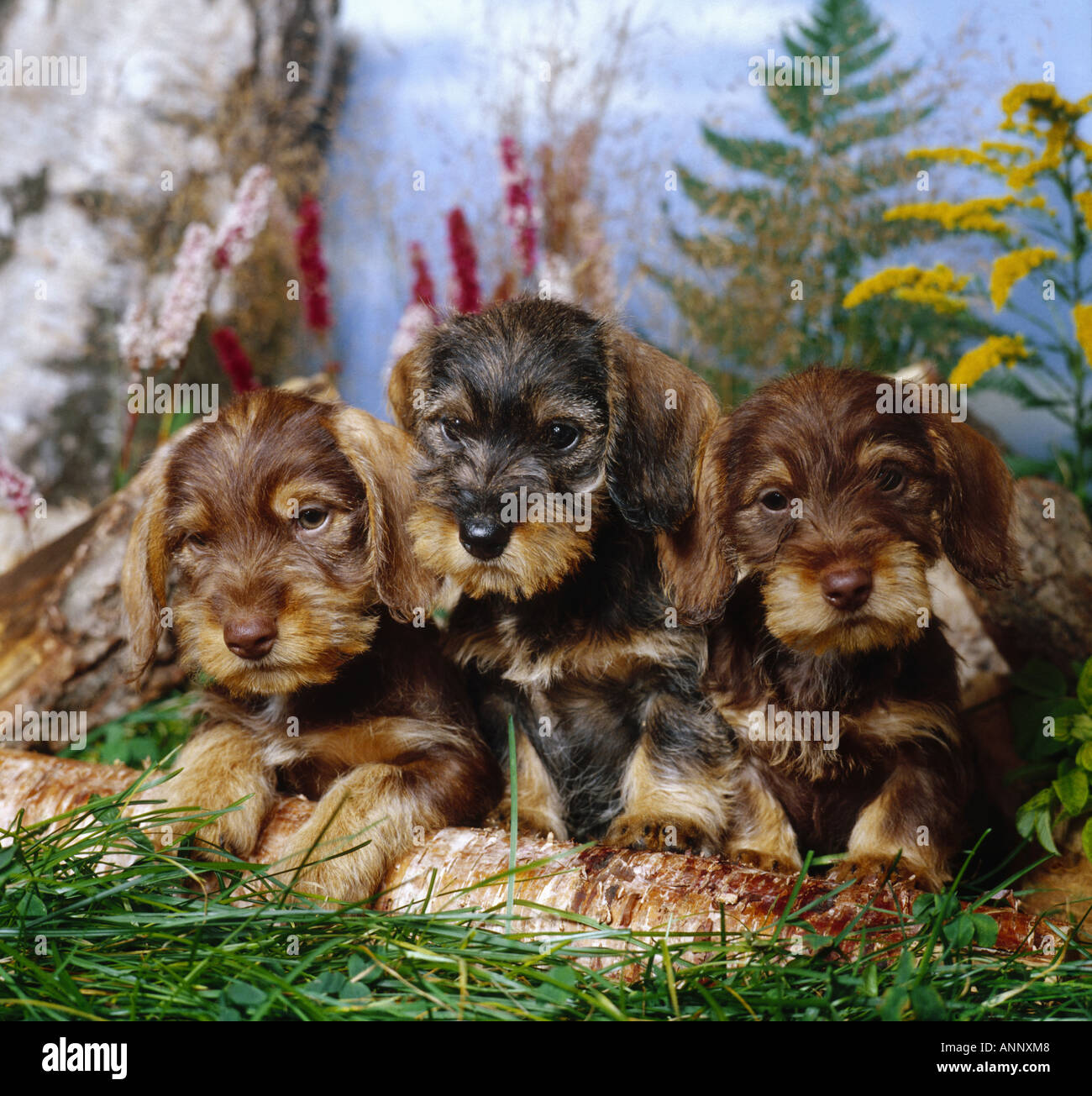 Three Wire haired Dachshund Puppies On Grass Stock Photo Alamy three-wire-haired-dachshund-puppies-on-grass-stock-photo-alamy