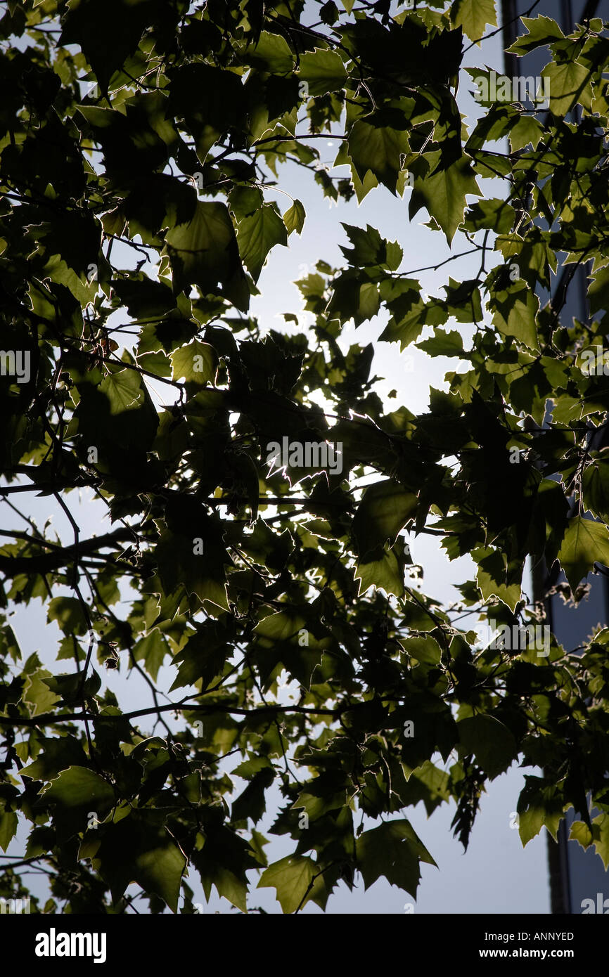 Green tree leaves sunlight hi-res stock photography and images - Alamy