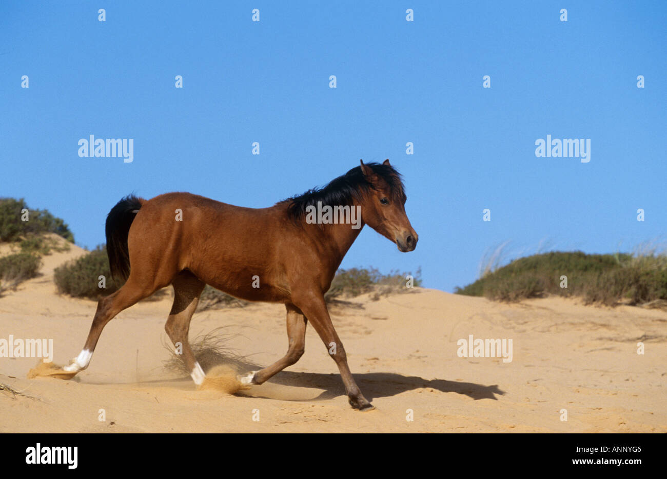 young Arabian horse trotting in sand Stock Photo Alamy
