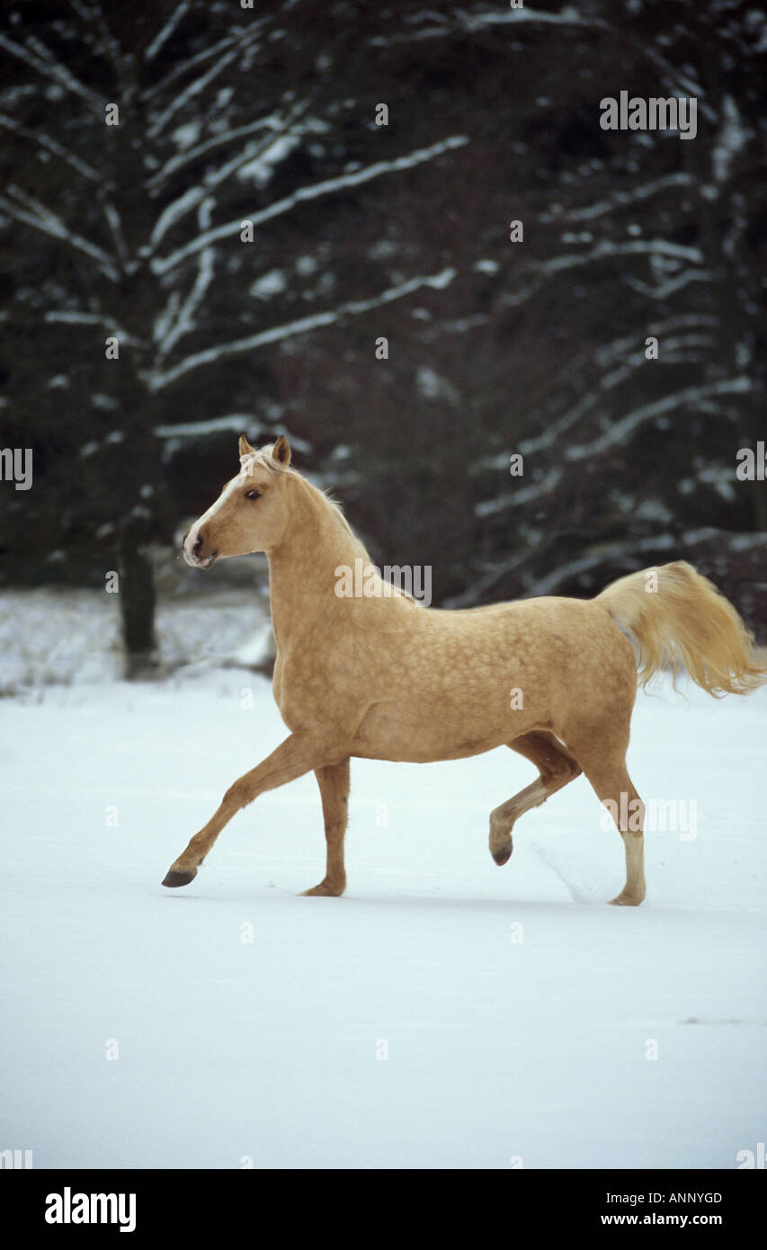 American Saddlebred - trotting in snow Stock Photo