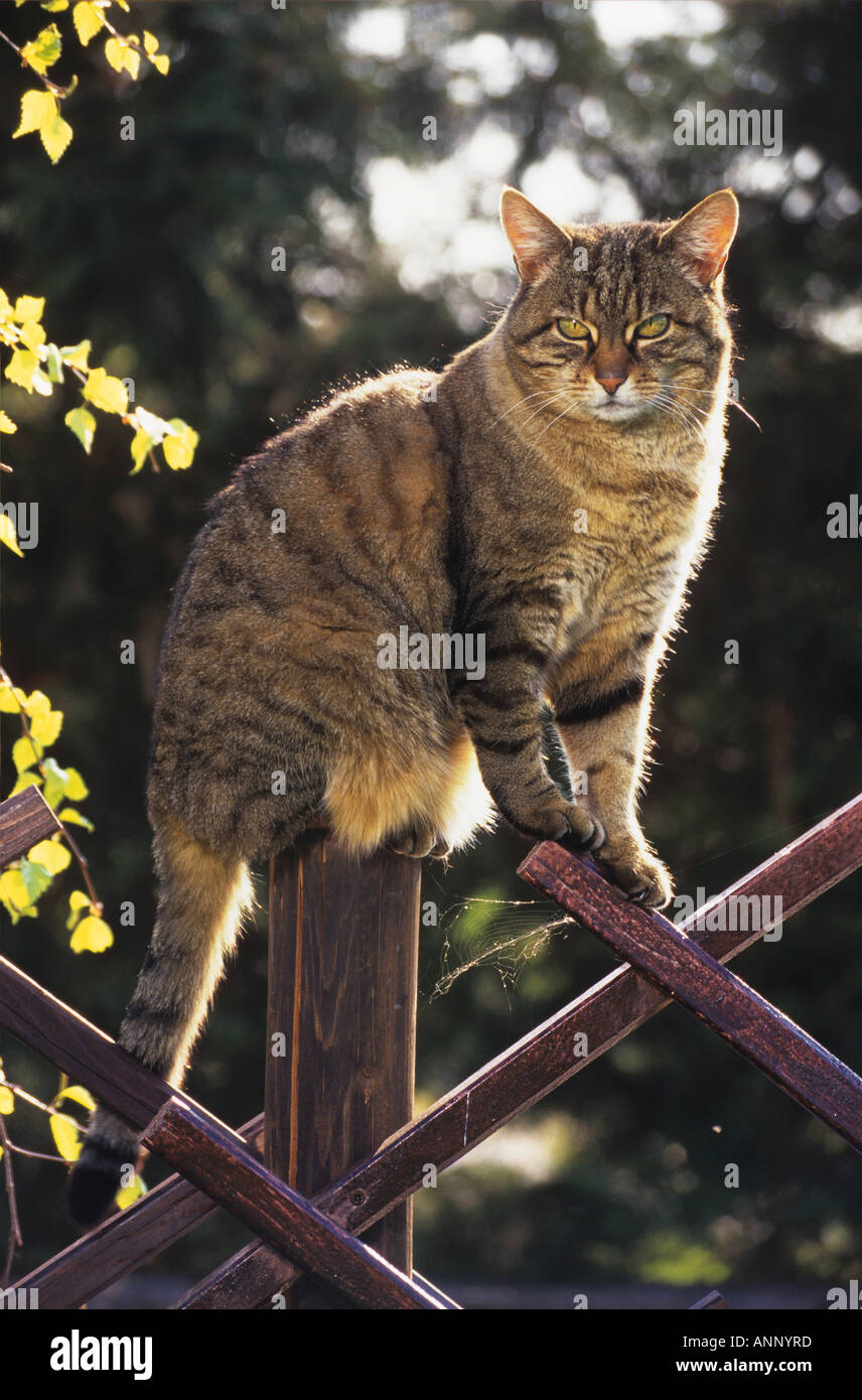 Cat sitting on railing outside hi-res stock photography and images - Alamy
