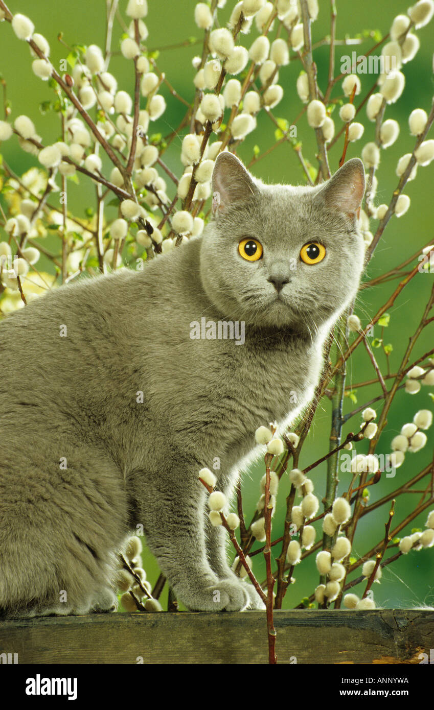 Carthusian cat - in front of willow catkin Stock Photo