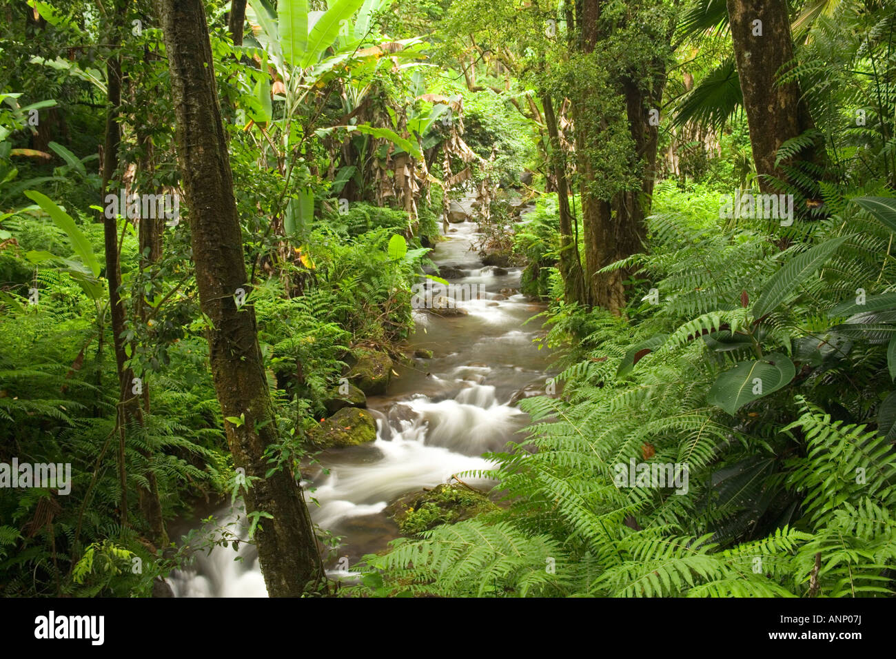 Waterfall descending through tropical Rain Forest . Stock Photo