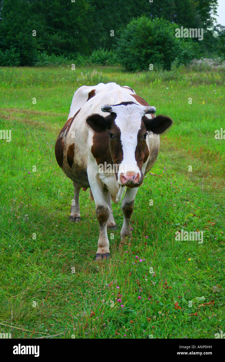 Cow on the green meadow Stock Photo - Alamy