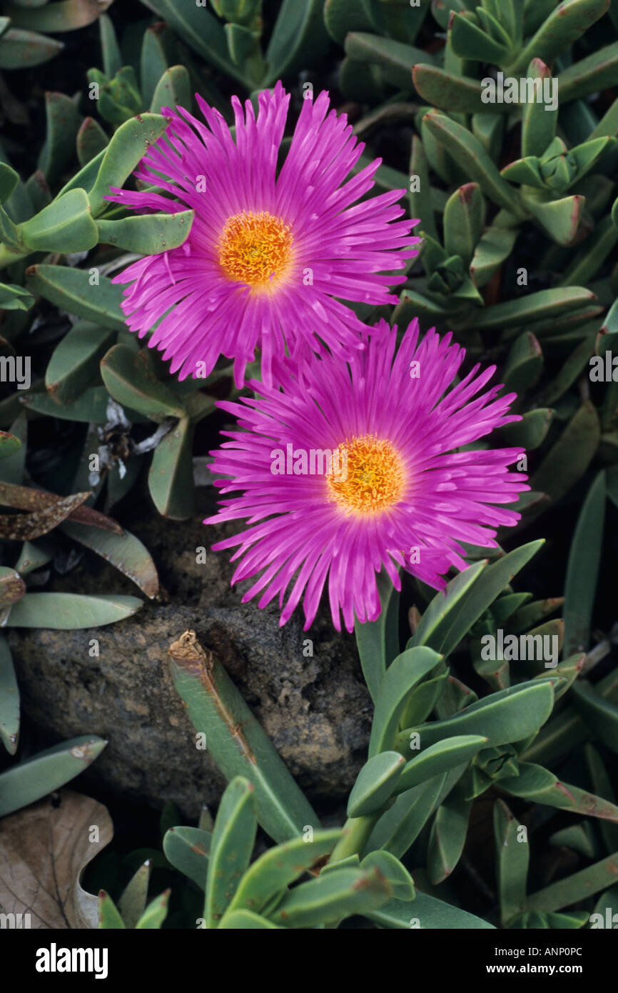 Midday flower (Carpobrotus acinaciformis syn. Mesembryanthemum acinaciformis) Stock Photo