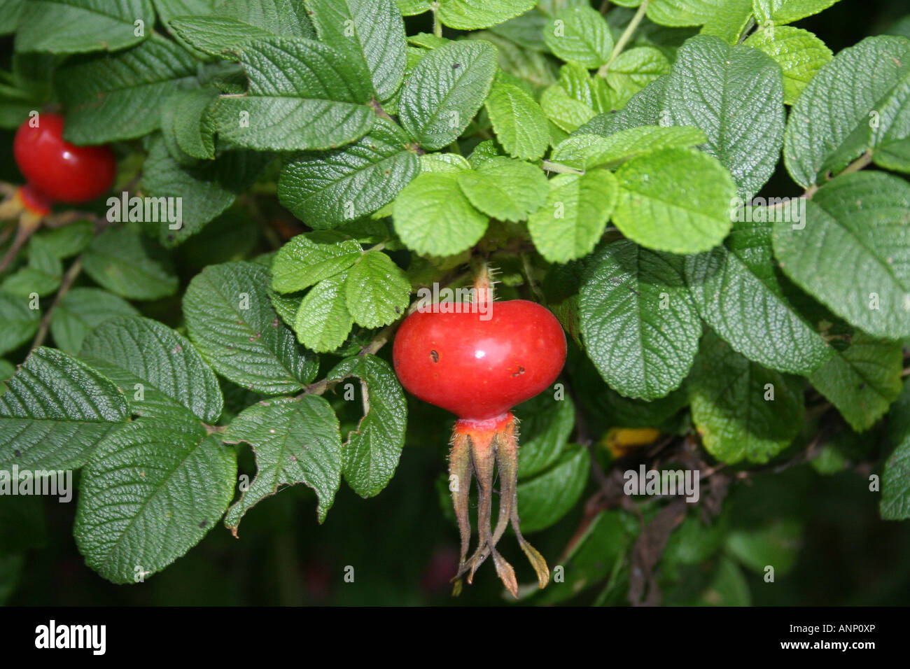 Dog rose fruit, Rosa canina Stock Photo Alamy