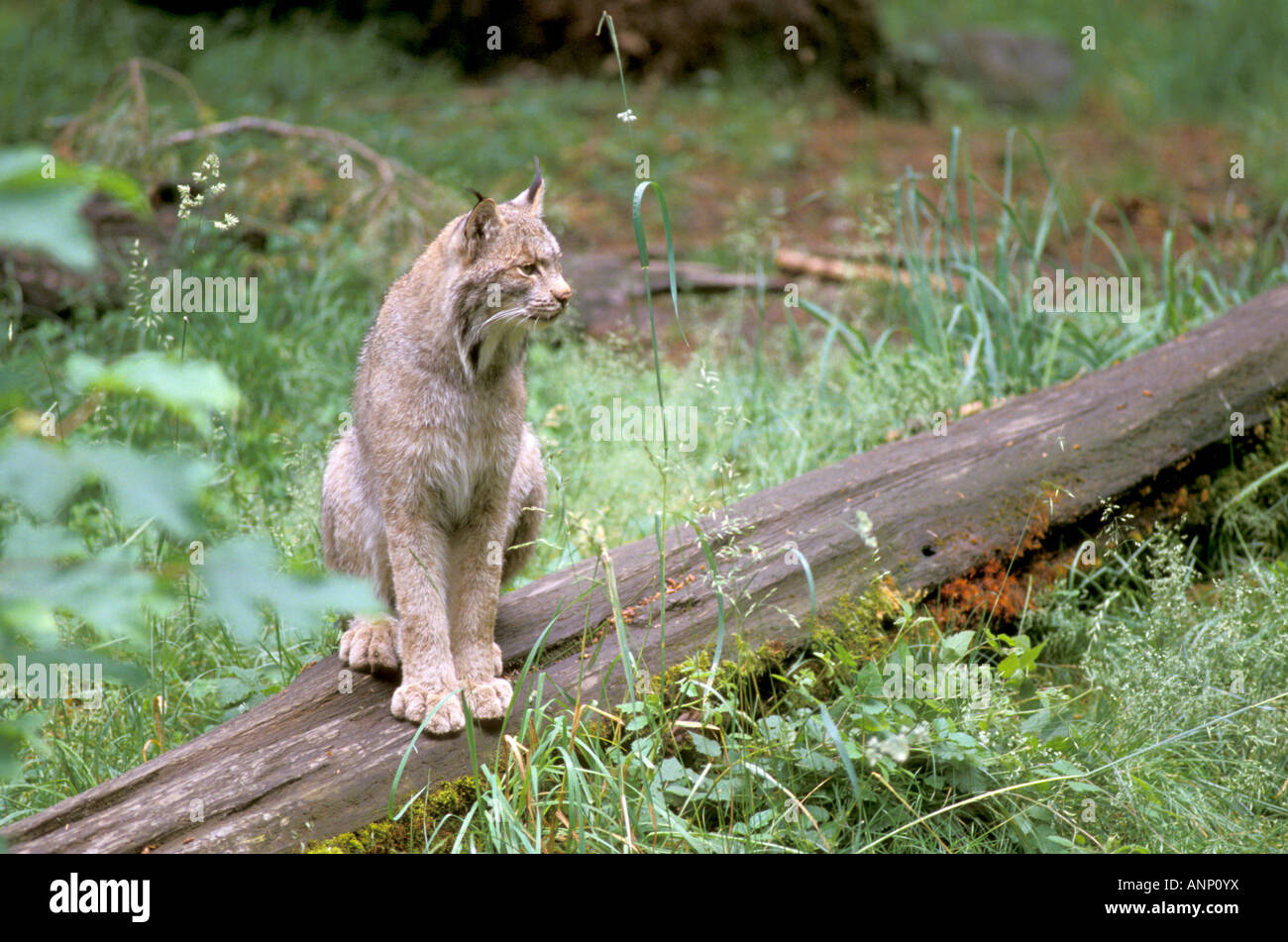 Canadian Lynx Lynx canadensis Northwest Trek Eatonville Washington