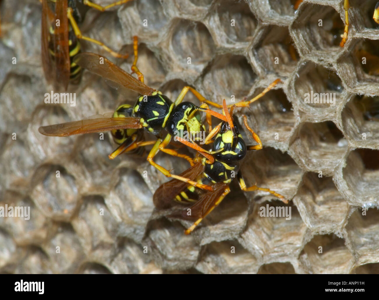 European Paper Wasps (Polistes dominulus) New York Trophallaxis Male (right) being fed by
