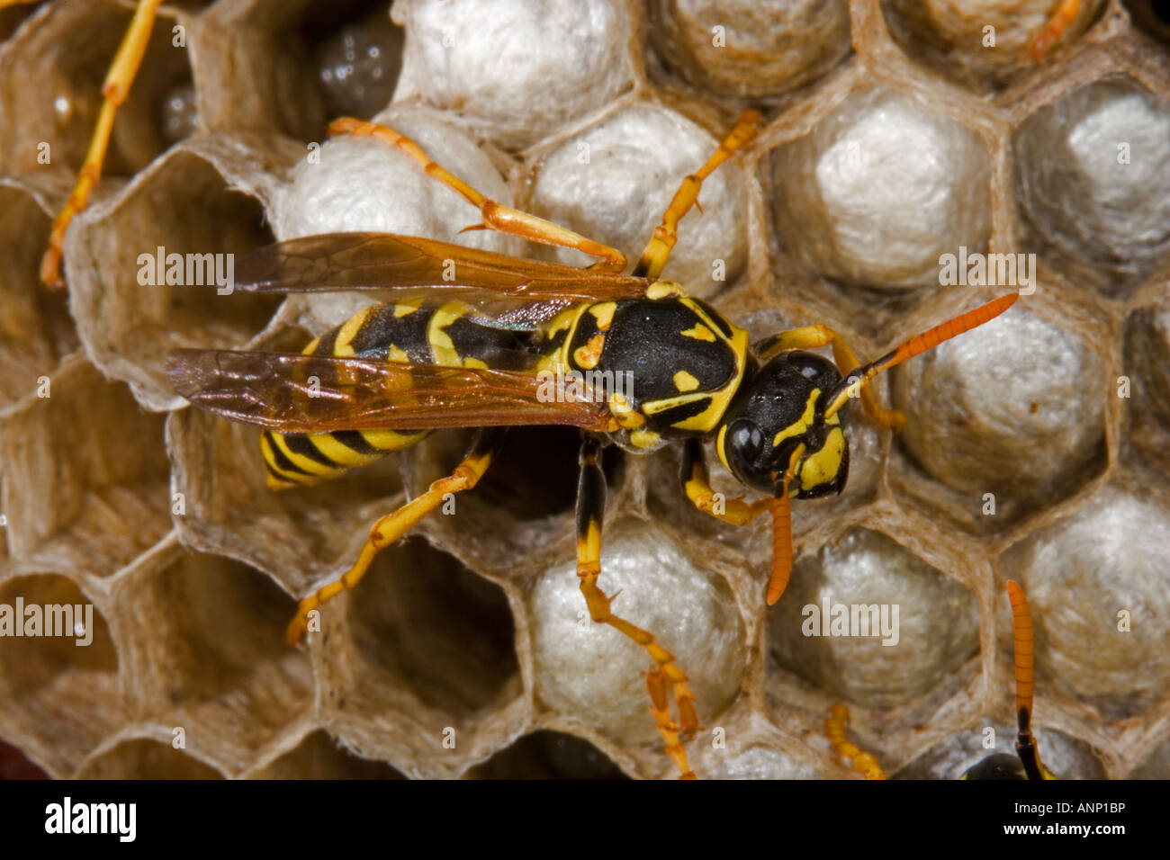 European Paper Wasps (Polistes dominulus) female attending larvae - New ...