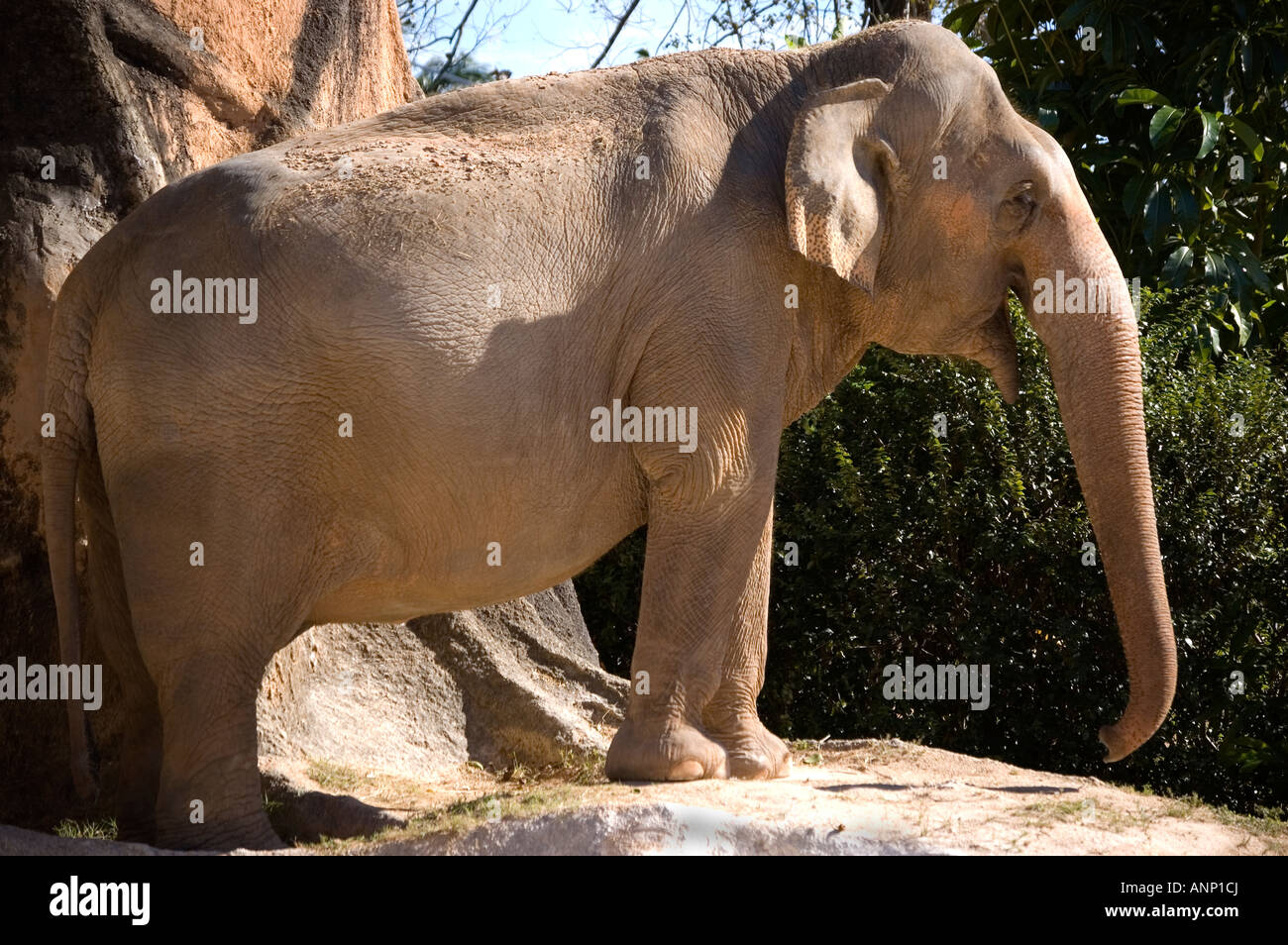 Large Female Indian Elephant side view Stock Photo