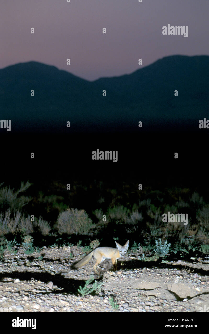 Kit Fox Vulpes macrotis Portal Cochise County ARIZONA United States August Adult Canidae Stock