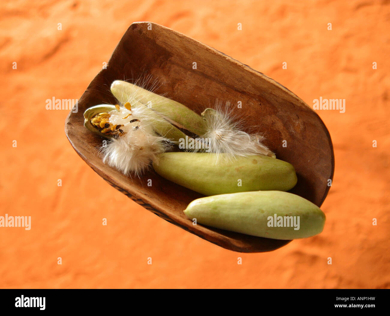 Aboriginal Bush Tucker