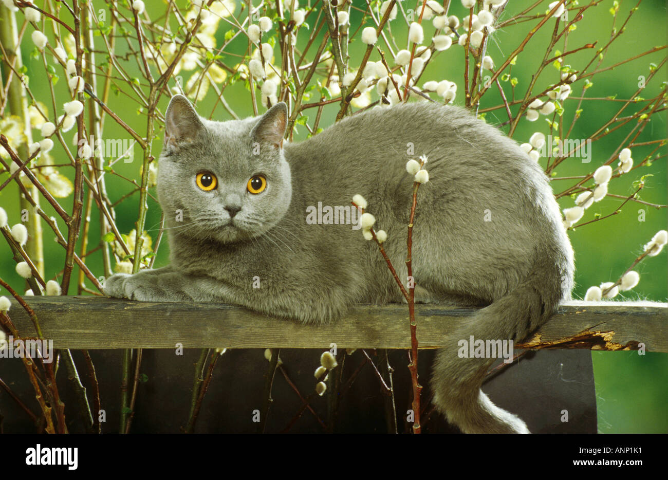 Carthusian cat - lying in front of willow catkin Stock Photo