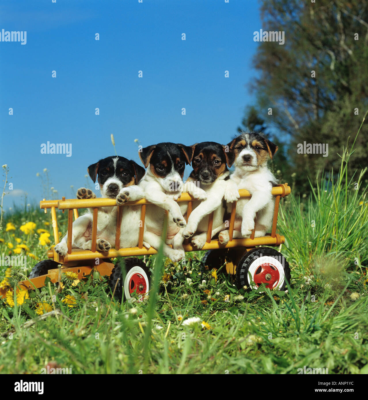four Parson Jack Russell Terrier - puppies in hay wagon Stock Photo