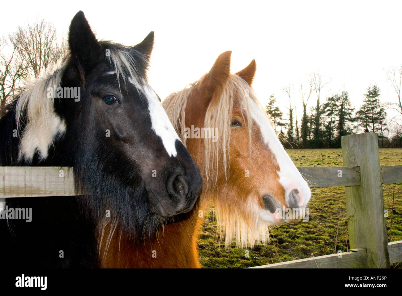 UK surrey horses surrey Stock Photo Alamy