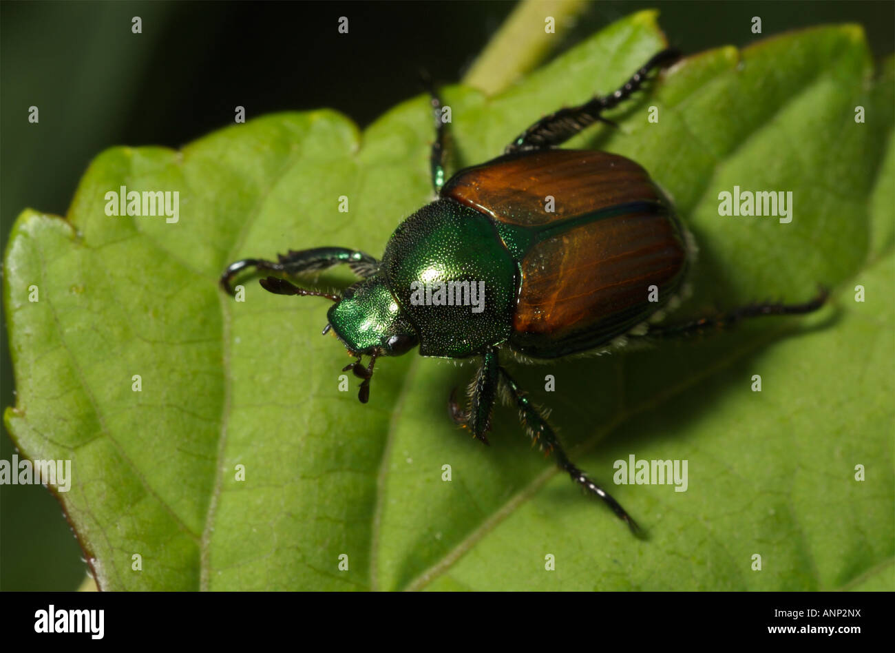 Japenese shining leaf chafer beetle. Stock Photo