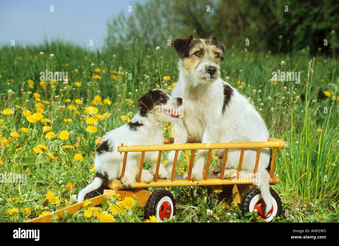 Parson Jack Russell Terrier with puppy in hay wagon Stock Photo