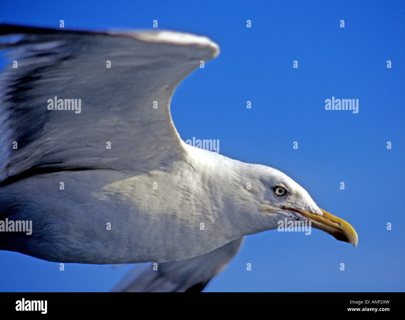 0144 Herring Gull Kent England Stock Photo