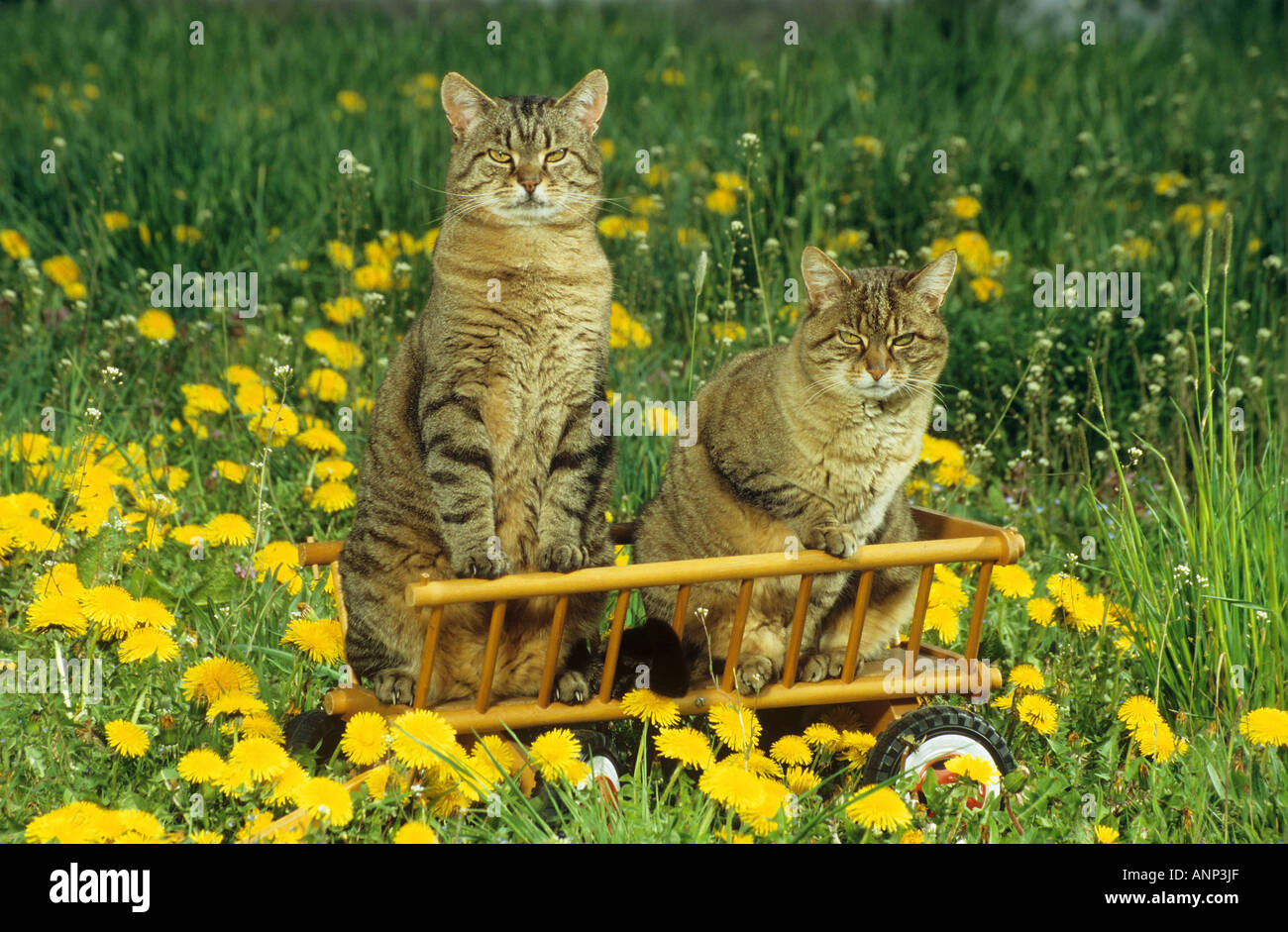 two domestic cats in hay wagon Stock Photo