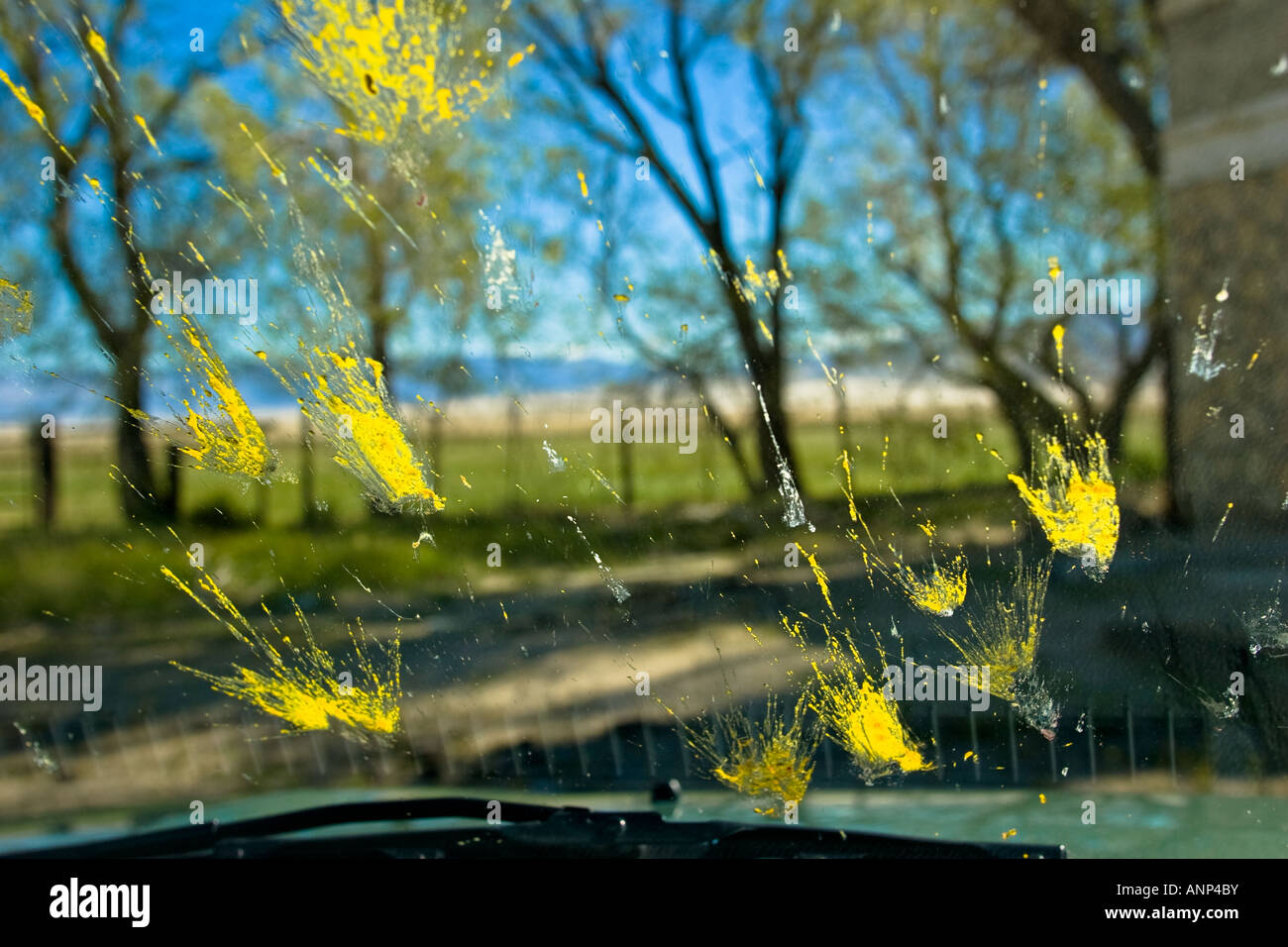 Dead bugs are splattered all over the windshield of a car during a road trip Stock Photo