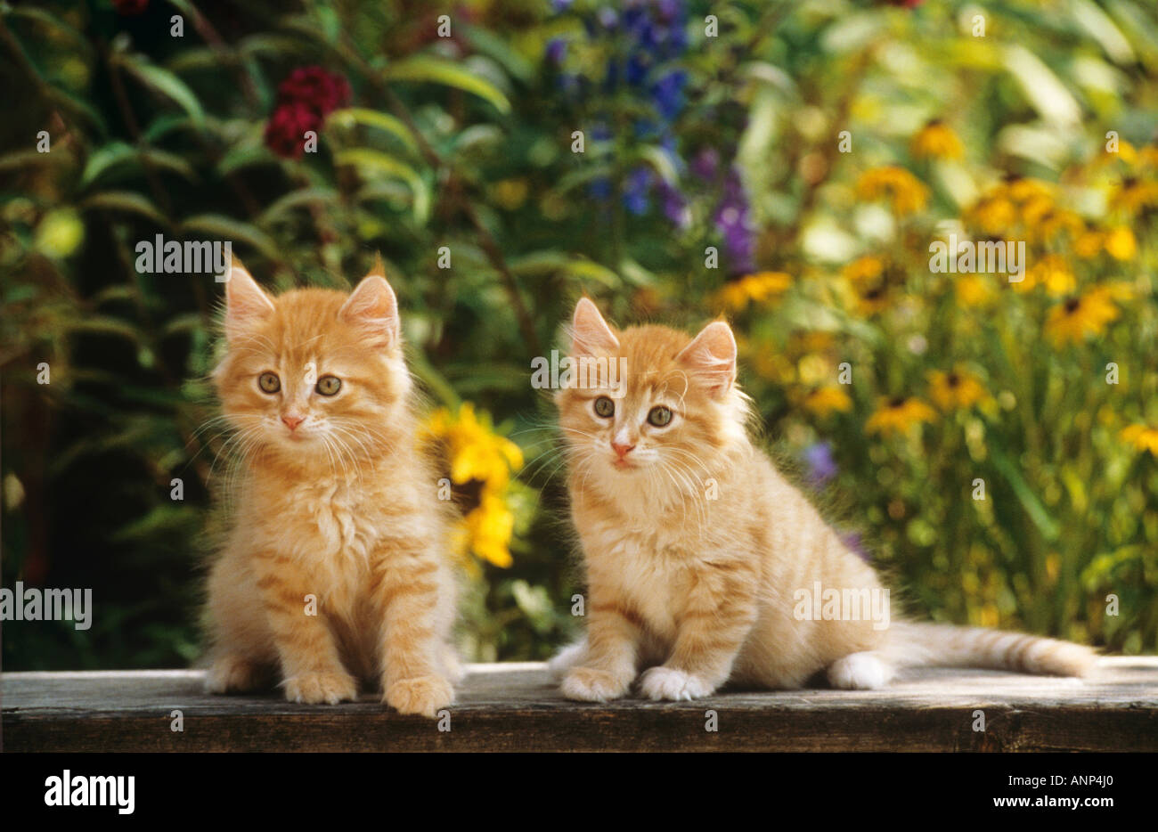 two young Norwegian forest cats - sitting in front of flowers Stock Photo