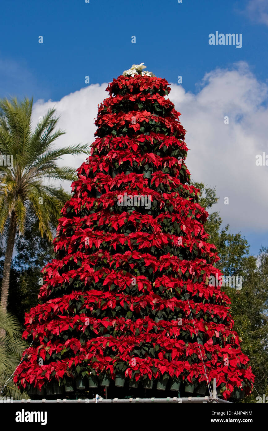 Poinsettia Plant Christmas Tree Stock Photo - Alamy