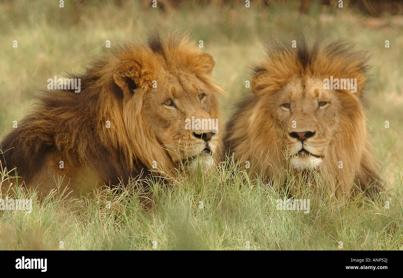 Male lions in South Africa Stock Photo - Alamy