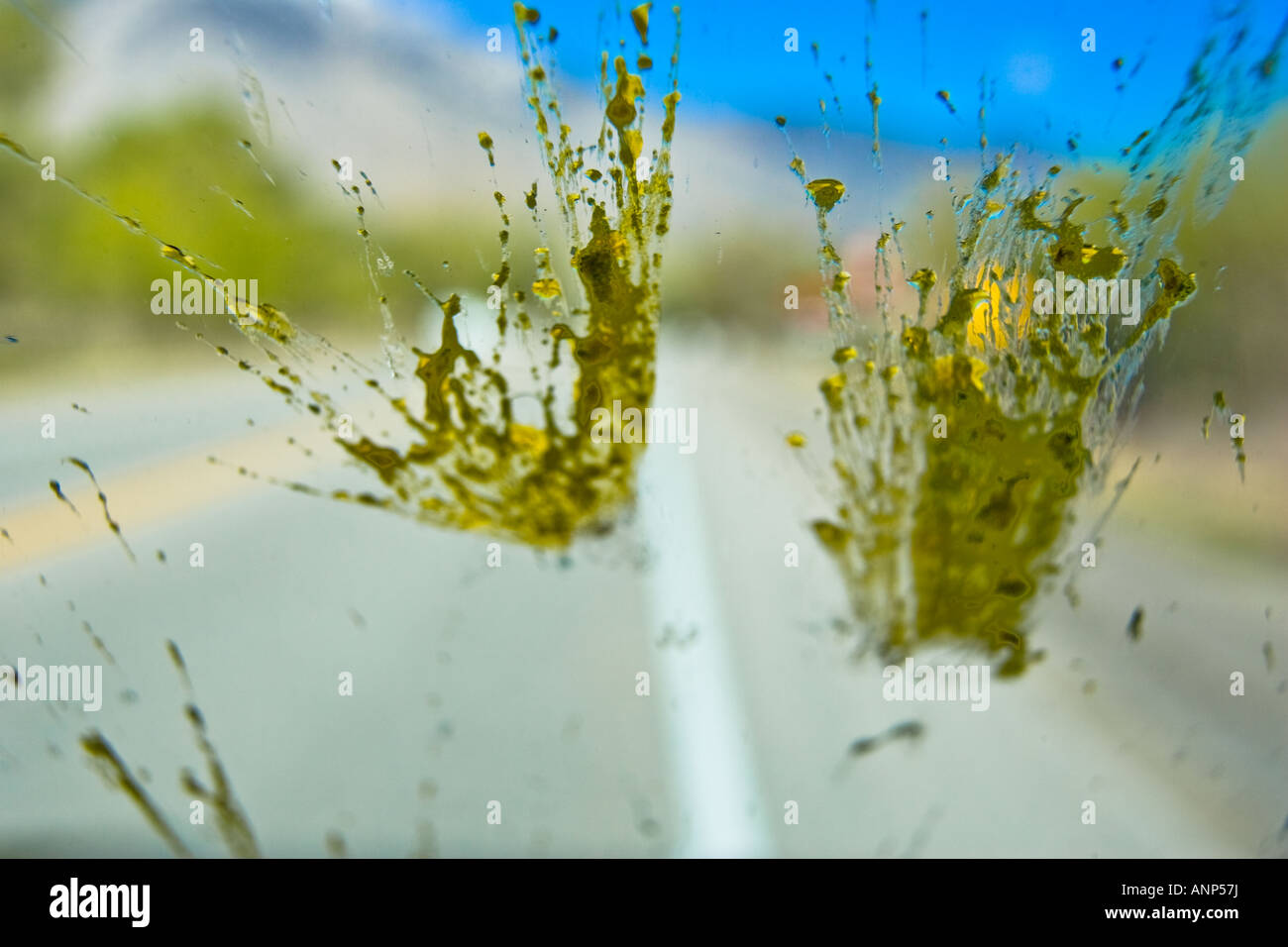 Dead bugs are splattered all over the windshield of a car during a road trip Stock Photo Alamy