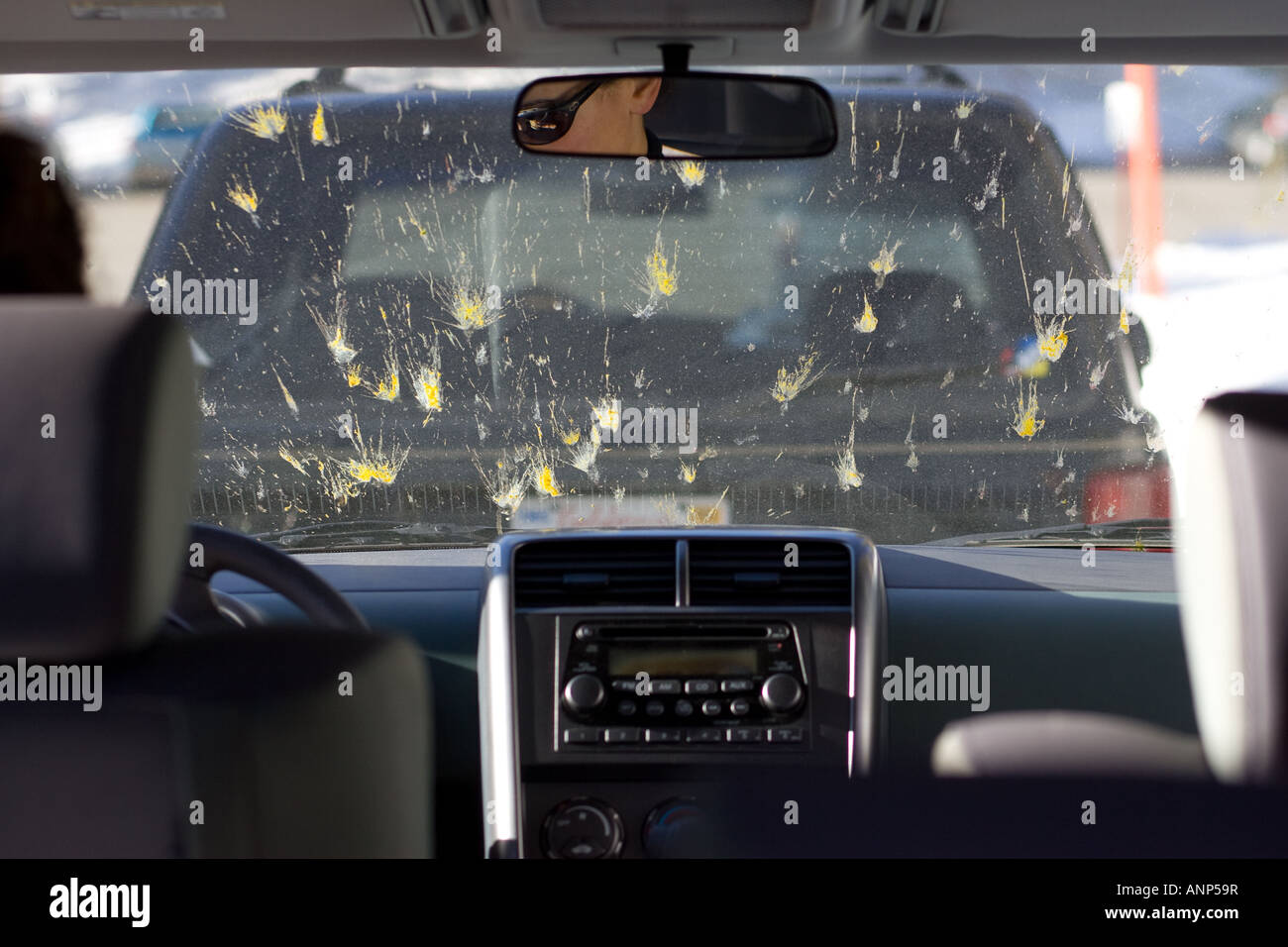 Dead bugs are splattered all over the windshield of a car during a road trip Stock Photo