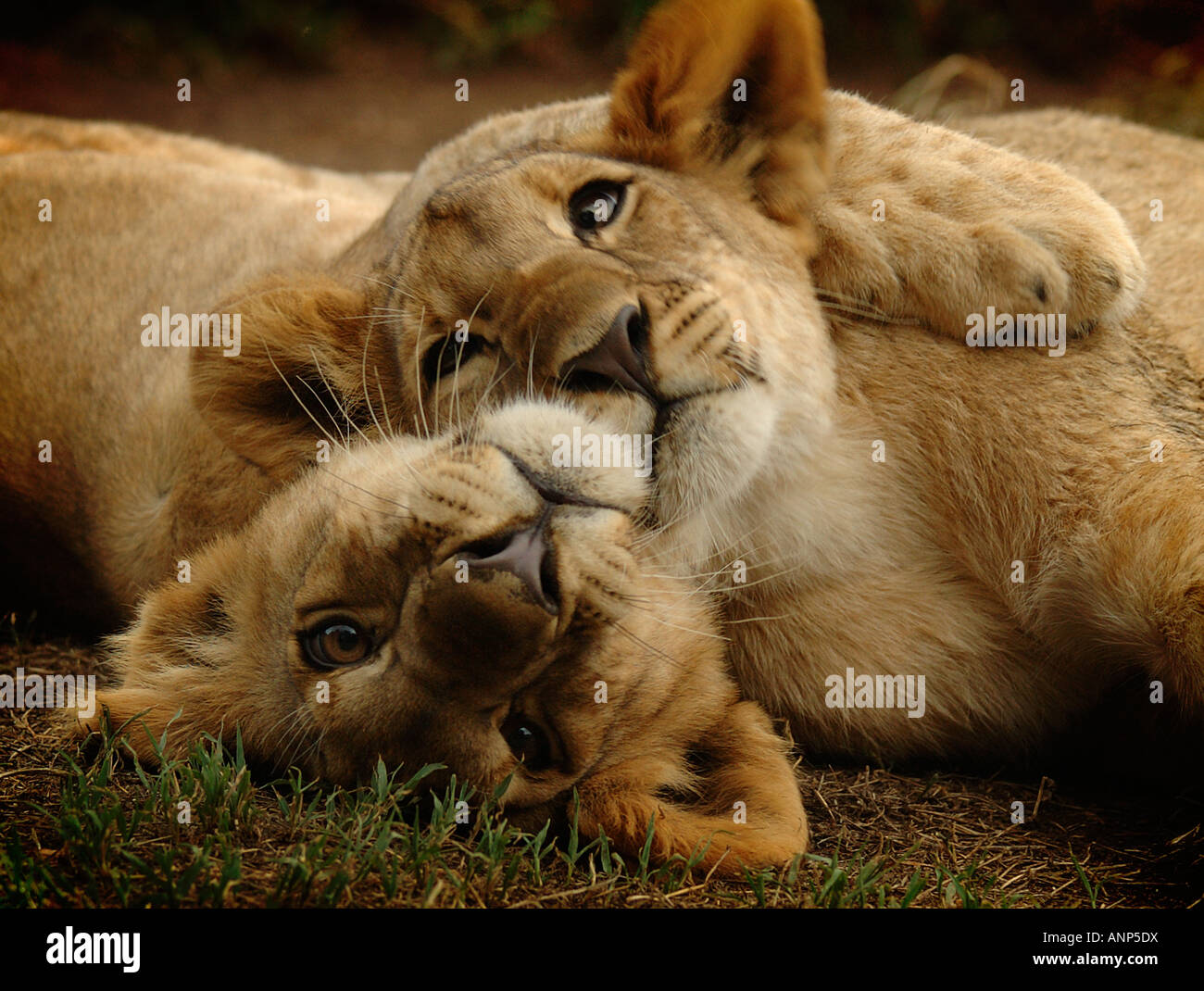 Lion cubs cuddling Stock Photo