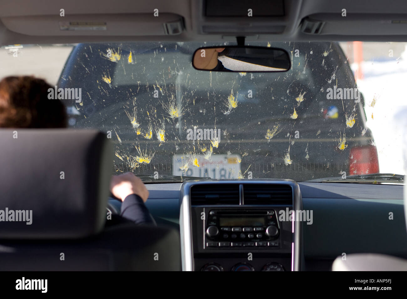 Dead bugs are splattered all over the windshield of a car during a road