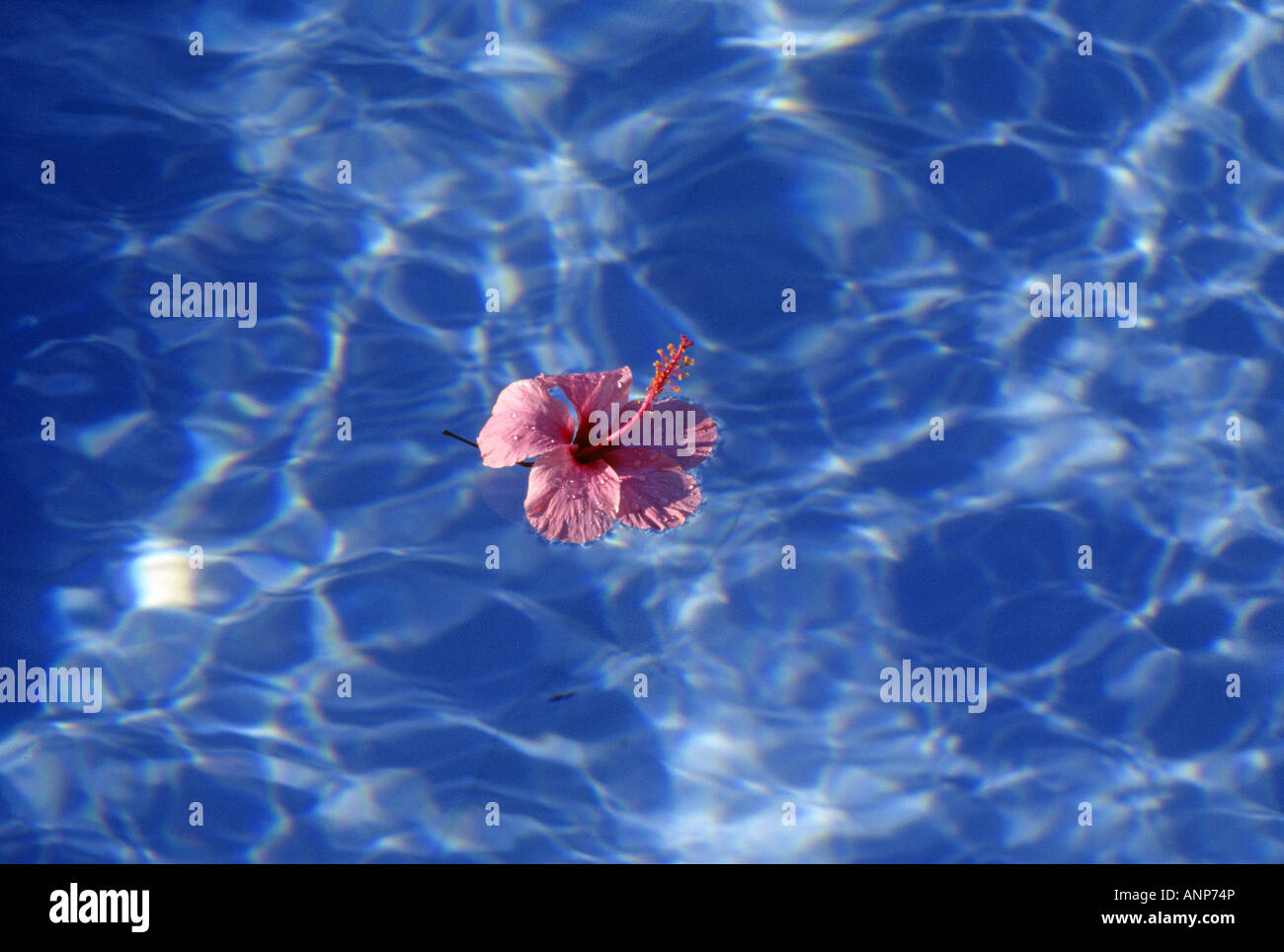 Tropical flowers floating on a swimming pool in a island of Rota Northern Mariana Islands Stock Photo