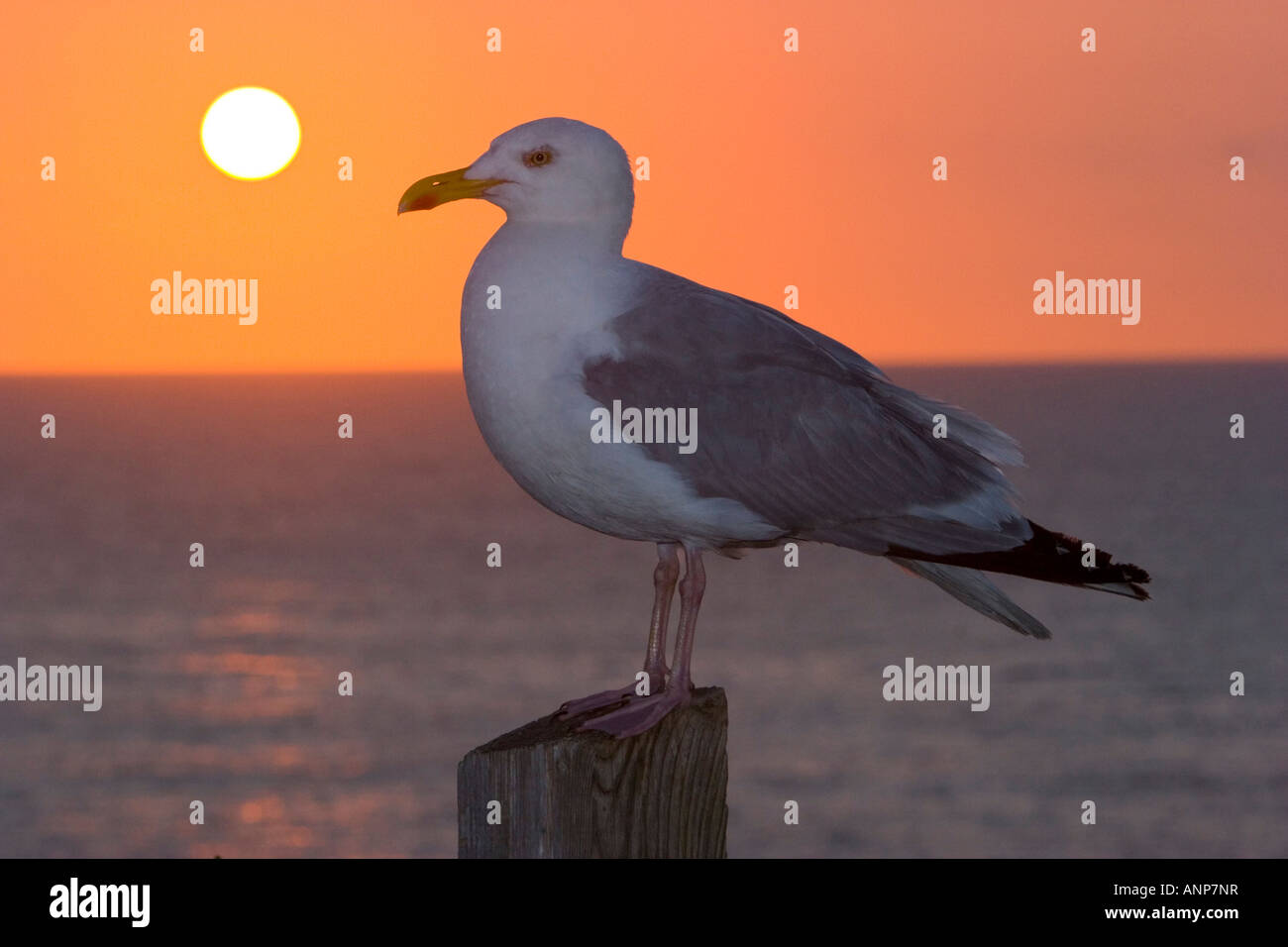 Herring gull backilt by a sunset Stock Photo